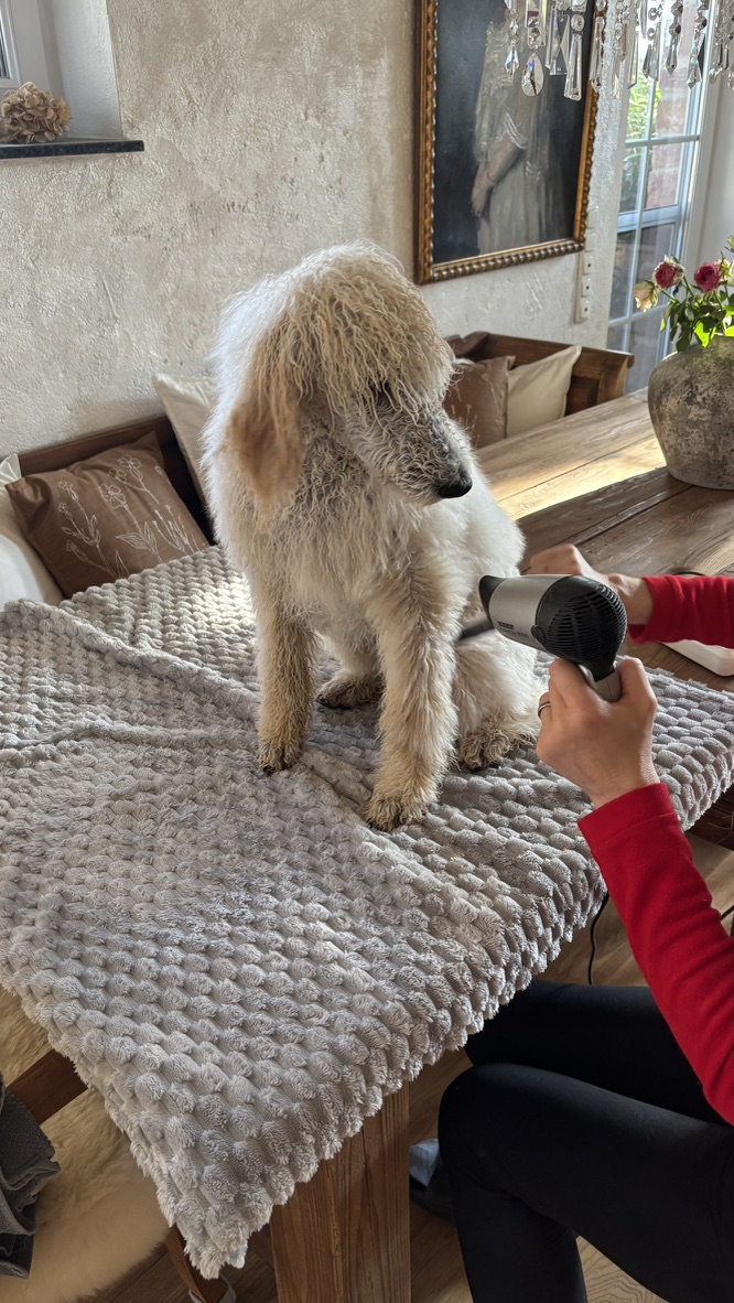 Fleur wird geföhnt – Fellpflege auf dem Tisch
