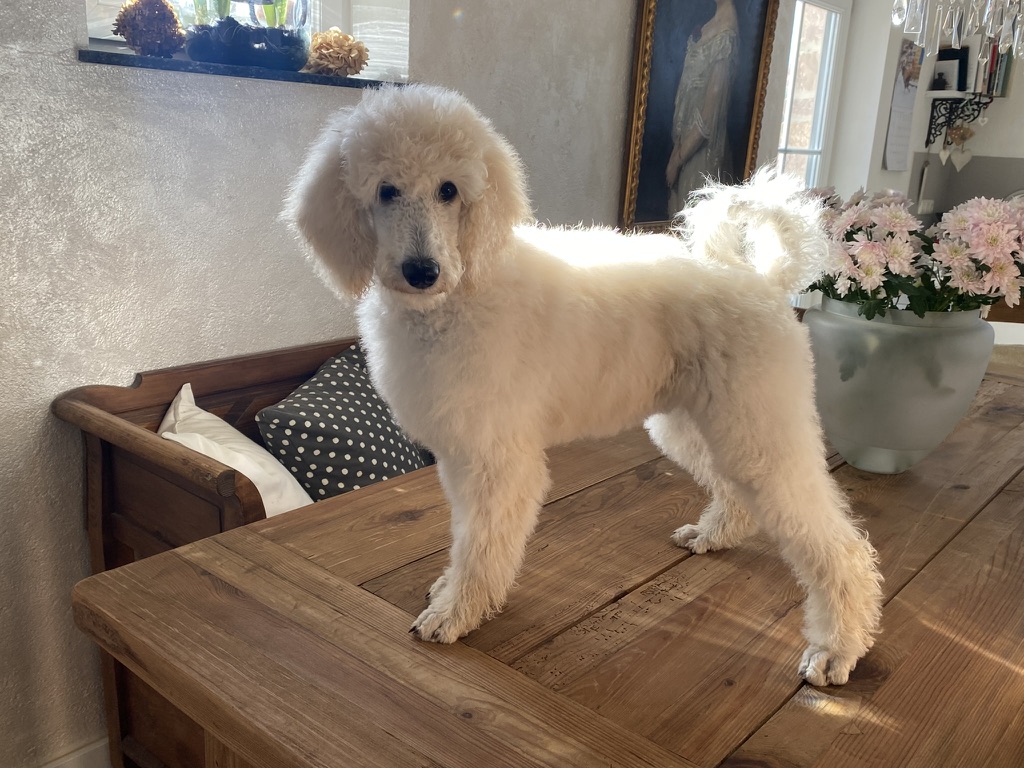 Fleur steht elegant auf einem Holztisch – Königspudel in Weiß