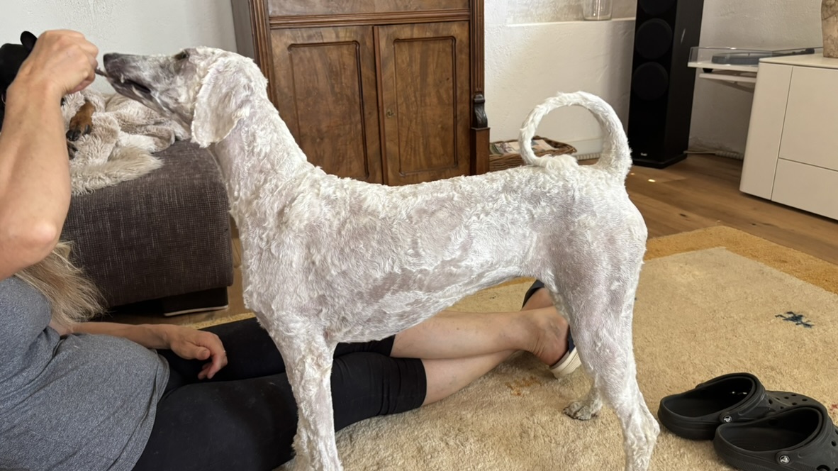 Fleur im Seitenprofil – geschoren, zeigt ihren eleganten Körperbau