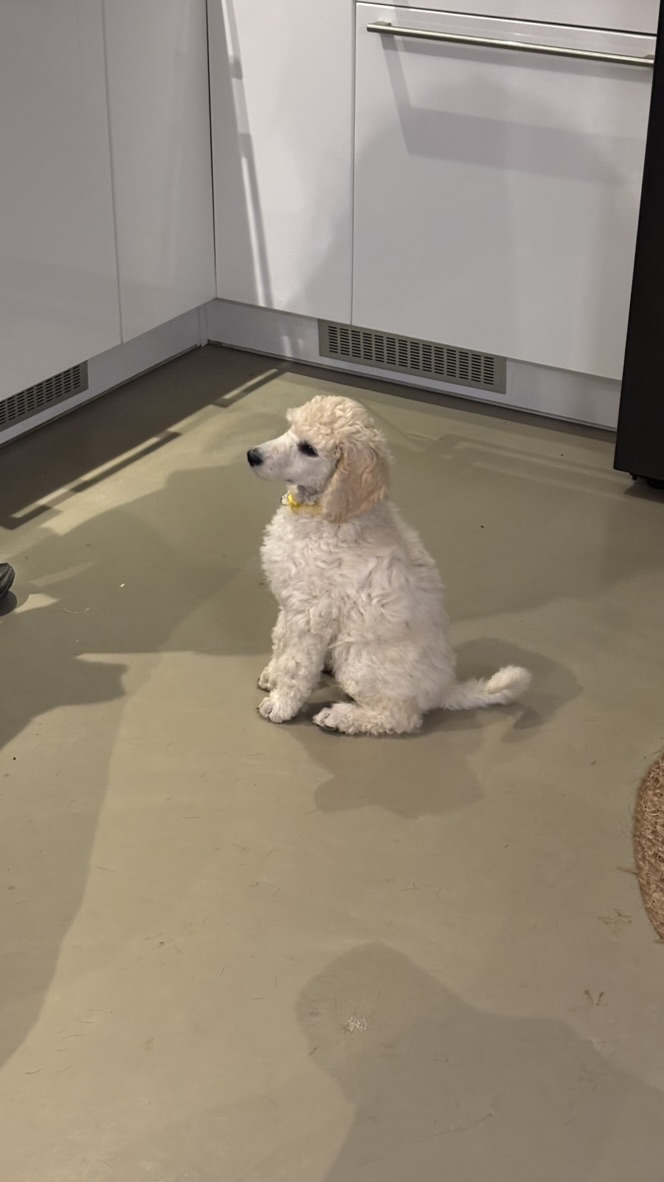 Fleur als Welpe in der Küche sitzend