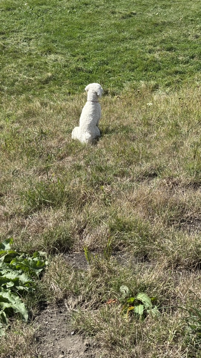 Fleur sitzt auf einer grünen Wiese in der Pfalz
