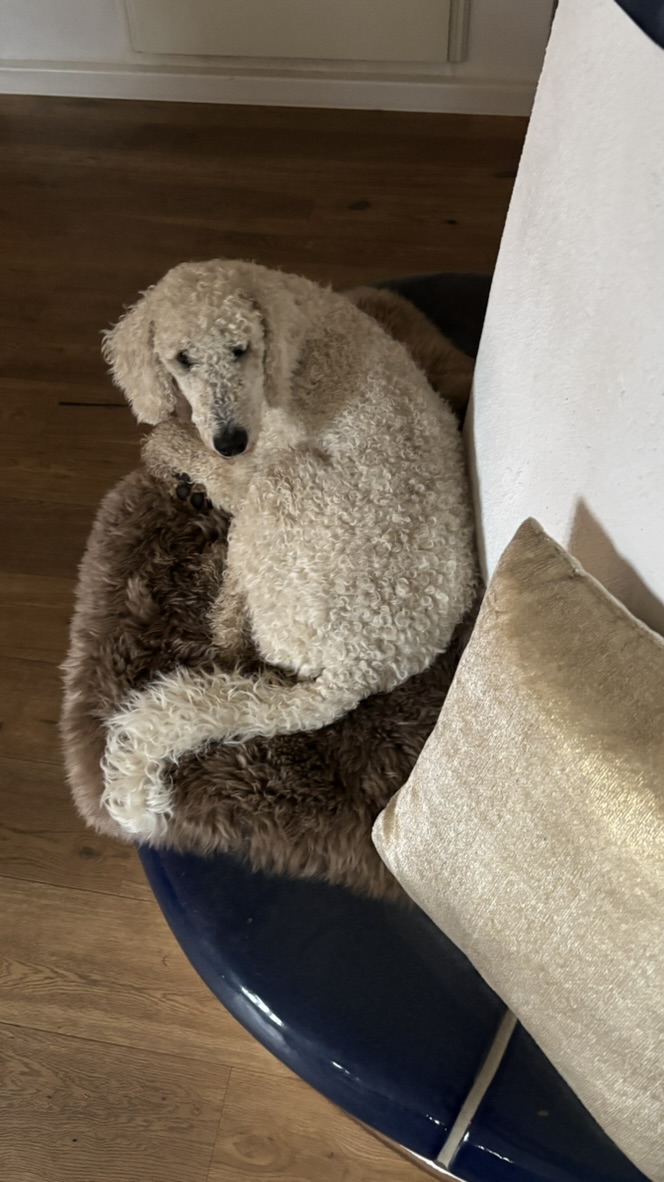 Fleur gemütlich auf ihrem Hundebett eingekuschelt